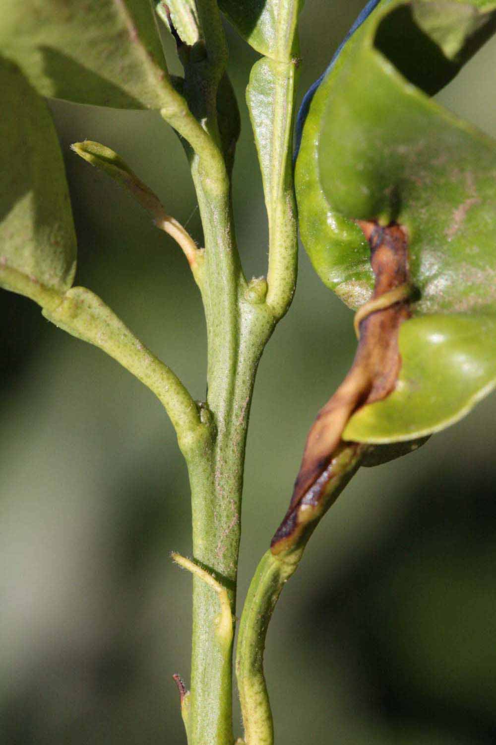            First year twig (Riverside, CA)   